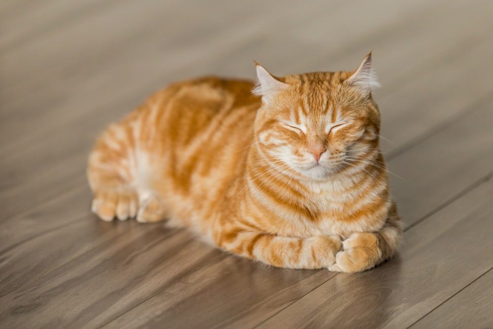 Foto de Simba
