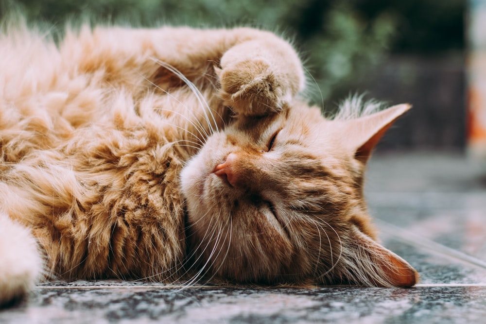 Foto de Simba