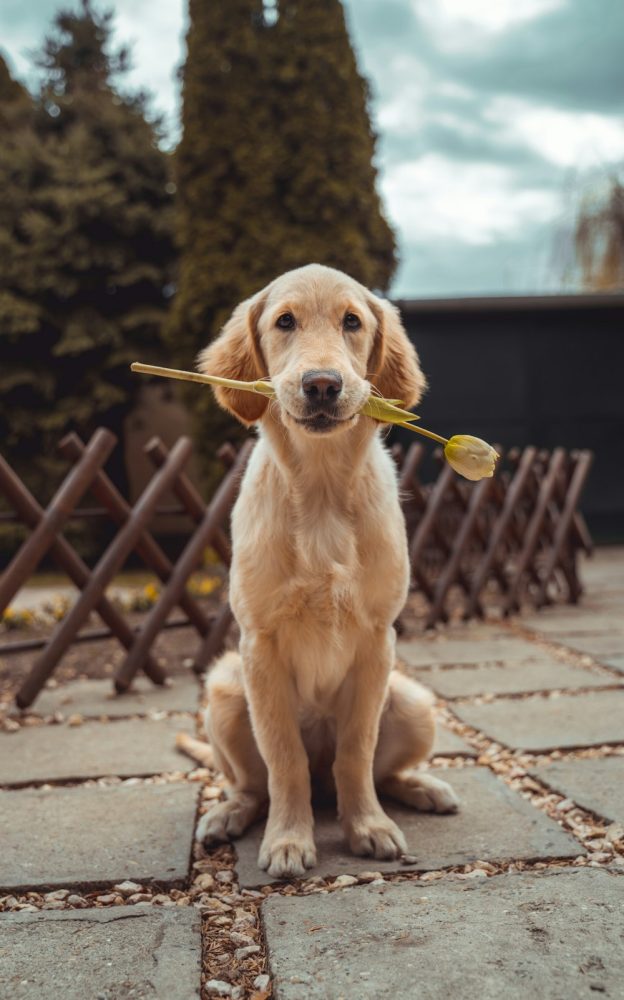 Foto de Thor