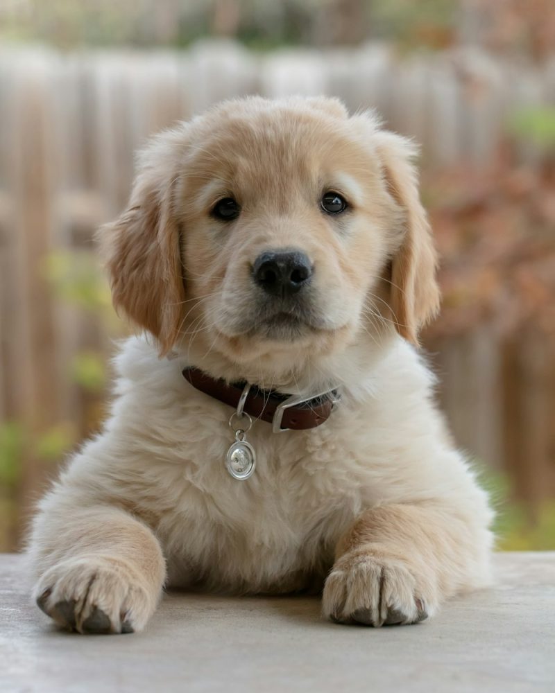 Foto de Thor