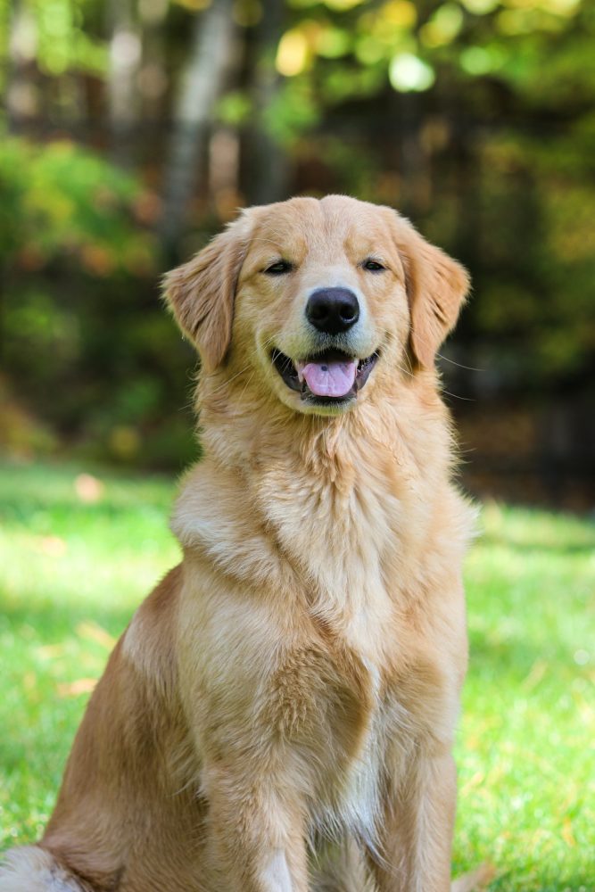 Memorial do pet Thor